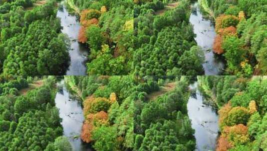 秋天森林中的河流鸟瞰图高清在线视频素材下载