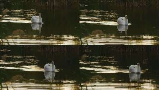 白天鹅在湖上游泳高清在线视频素材下载
