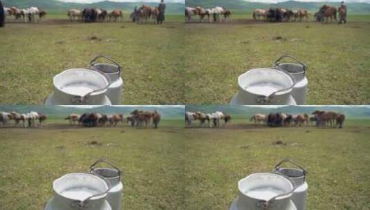 草原的牛群高清在线视频素材下载