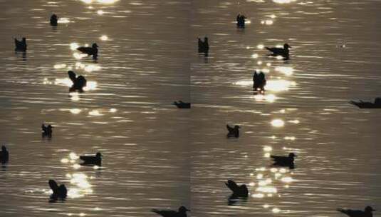 黄昏时水中鸭子的剪影高清在线视频素材下载