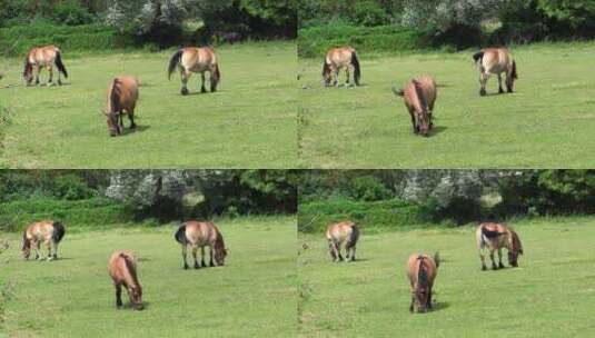 马在草地上吃草高清在线视频素材下载