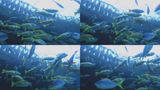 一群鱼在水下游泳高清在线视频素材下载