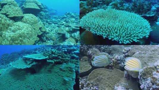 海洋丰富鱼类珊瑚生物合集高清在线视频素材下载