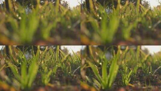 【慢动作】夕阳下的草丛高清在线视频素材下载