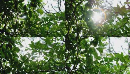 阳光穿过树叶树荫绿叶高清在线视频素材下载