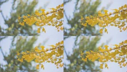 秋季银杏叶空镜高清在线视频素材下载
