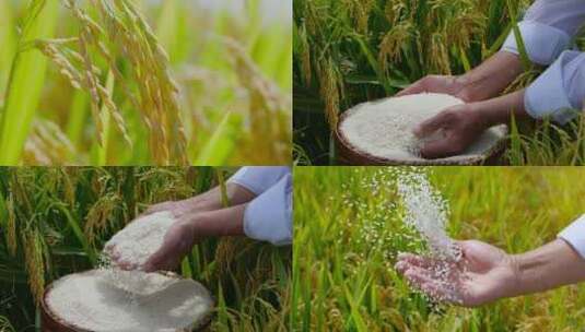 水稻大米素材高清在线视频素材下载