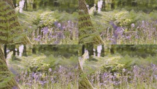蓝铃草和蕨类植物高清在线视频素材下载