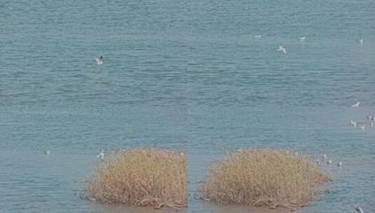 8k实拍湿地浅滩上的海鸥水鸟高清在线视频素材下载