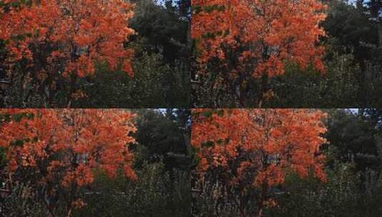 红叶在风中摇摆高清在线视频素材下载