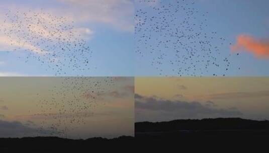 鸟群迁徙特写高清在线视频素材下载