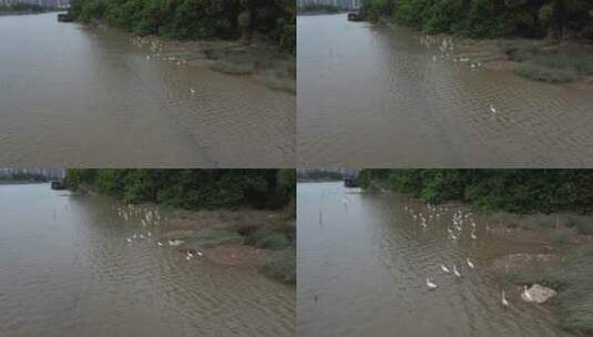 水上的白鹭高清在线视频素材下载