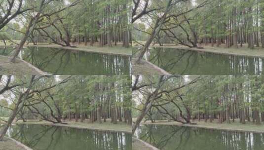 杉松树在湖水中的倒影高清在线视频素材下载