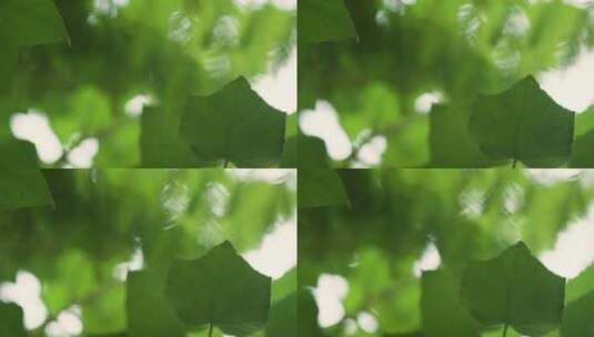 叶子植物生态自然高清在线视频素材下载
