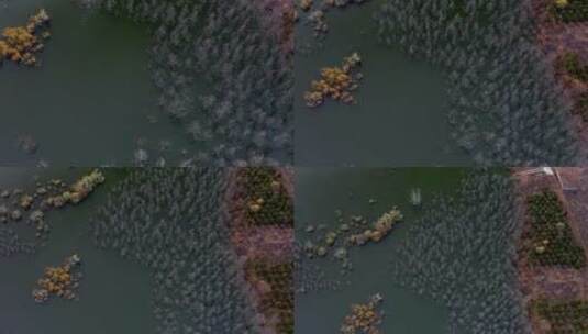 4K航拍俯瞰深秋湖水浸泡的树林秋色高清在线视频素材下载