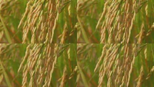 水稻成熟粮食大米高清在线视频素材下载