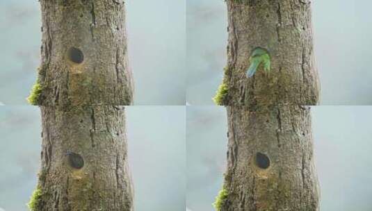 鸟儿钻进树洞高清在线视频素材下载