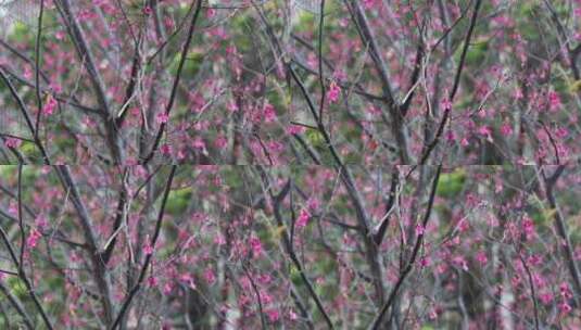 庭前一树开放的樱花高清在线视频素材下载