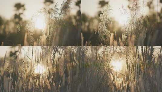 夕阳下唯美的芦苇草合集4高清在线视频素材下载