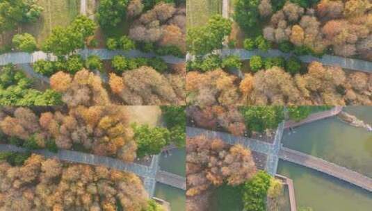 湖北武汉月湖公园秋季航拍风光高清在线视频素材下载