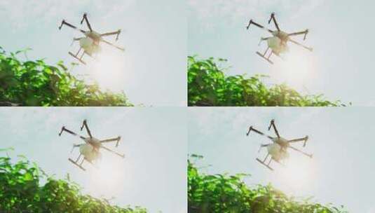 无人机飞向稻田喷洒肥料高清在线视频素材下载