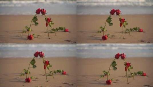 海边玫瑰花大海沙滩玫瑰高清在线视频素材下载