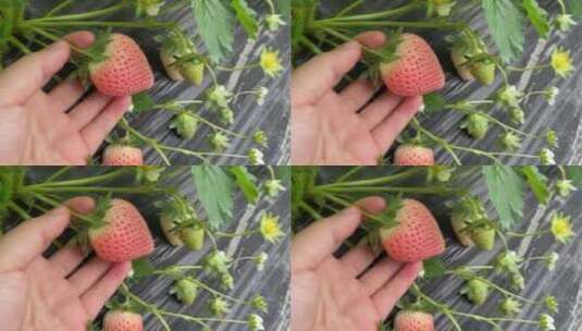 草莓园摘草莓高清在线视频素材下载
