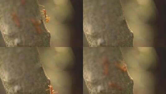 树皮上的红蚂蚁高清在线视频素材下载