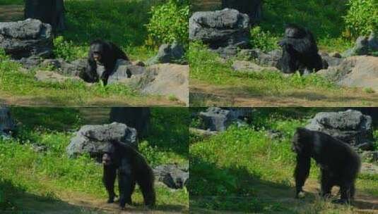 动物园里的黑猩猩丢那猩高清在线视频素材下载