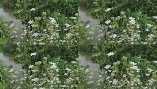 白色小花实拍镜头高清在线视频素材下载