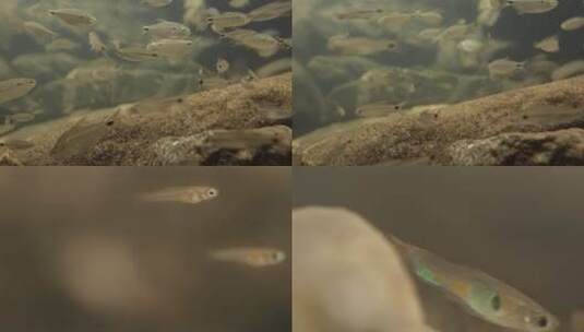 水底小鱼高清在线视频素材下载
