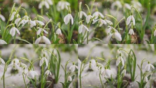 白色雪花莲花开密密麻麻 高清在线视频素材下载