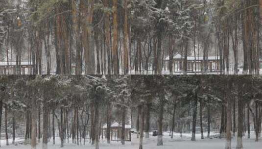 松树飘雪雪景高清在线视频素材下载