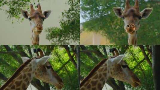动物园长颈鹿高清在线视频素材下载
