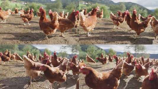 成群的山林放养鸡高清在线视频素材下载