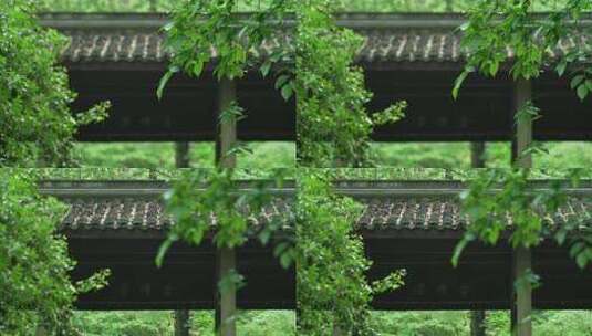 杭州虎跑 下雨天古建筑亭子前的绿色树叶高清在线视频素材下载