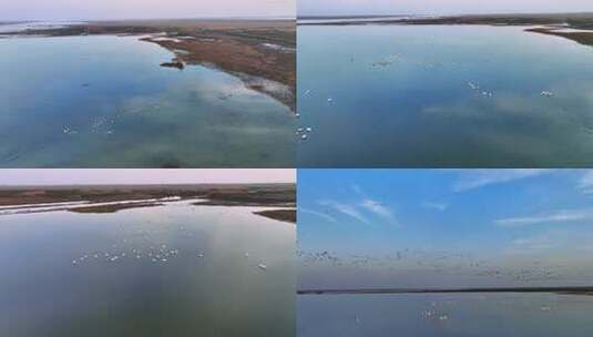 【航拍】沉湖湿地10（2022.12.22）高清在线视频素材下载