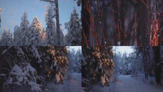 冬季森林傍晚夕阳植物积雪高清在线视频素材下载