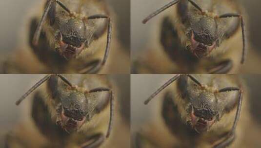 蜜蜂采蜜身体部位特写高清在线视频素材下载
