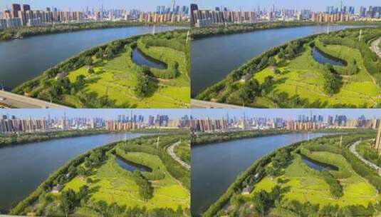 4K超清沈阳城市公园油菜花海自然景观高清在线视频素材下载