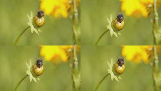 春天夏天花骨朵上休息的苍蝇昆虫高清在线视频素材下载