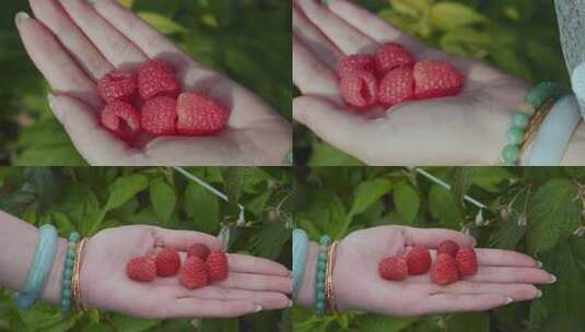 乡村振兴农业种植红色树莓高清在线视频素材下载
