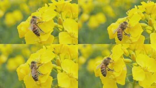 油菜花蜜蜂实拍镜头高清在线视频素材下载