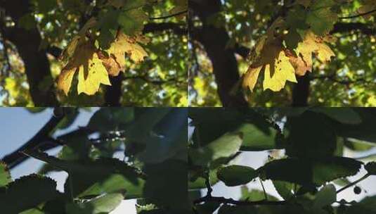 秋天 树叶阳光高清在线视频素材下载