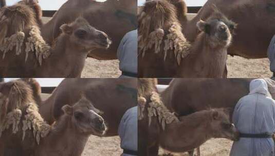 Y1内蒙古乌兰察布四子王旗骆驼特写高清在线视频素材下载