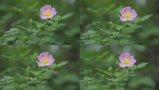 小月季花高清在线视频素材下载