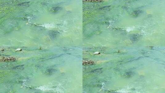 绿水河流清澈见底水草海底河底高清在线视频素材下载