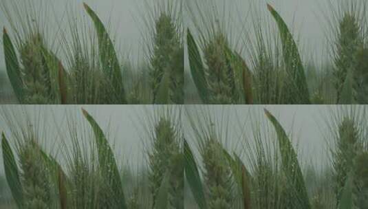 小麦麦田麦穗青小麦颗粒饱满丰收唯美麦穗高清在线视频素材下载
