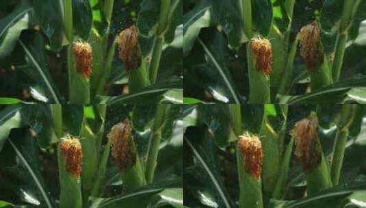 绿叶玉米地玉米麦穗特写高清在线视频素材下载