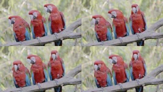 三只红色和绿色金刚鹦鹉的静态特写镜头。彩色鹦鹉栖息在c高清在线视频素材下载